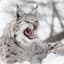 Lynx