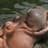 HIPPO