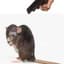 Rat.