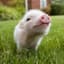 mini pig