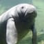 Manateve