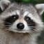RACCOON LORD