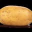 potato