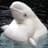 Fichao Beluga
