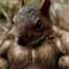 Buff Squirrel