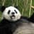 PandaBrrr