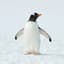 penguin