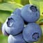 Blueberry