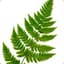 Fern