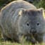 wombat_pickle