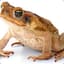 Toad