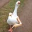Rich Homie Swan